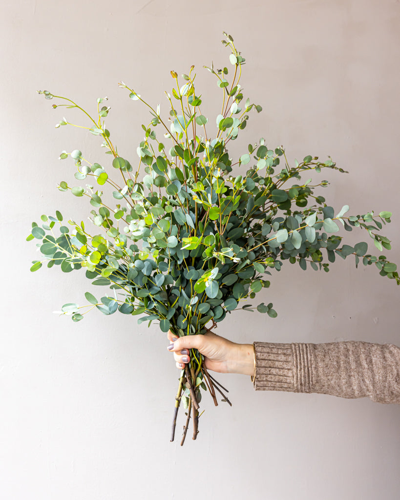 Gunnii Eucalyptus Bunches