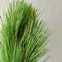 Long Needle Pine Bunches
