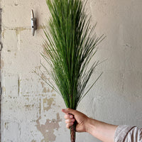 Long Needle Pine Bunches