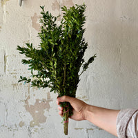 Boxwood Bunches