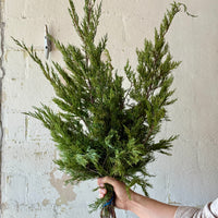 Gold Tip Cedar Bunches