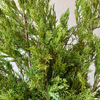 Gold Tip Cedar Bunches