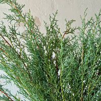Carolina Sapphire Bunches