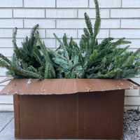 Fraser Fir Stems 20 lb Bulk Box