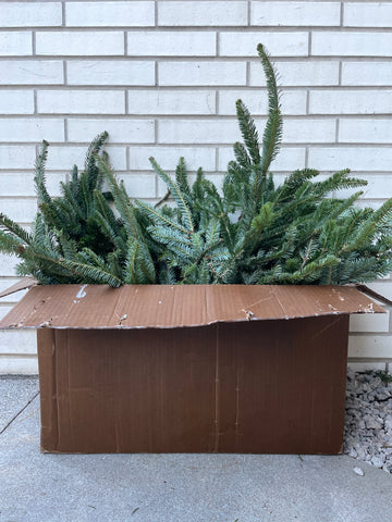 Fraser Fir Stems 20 lb Bulk Box
