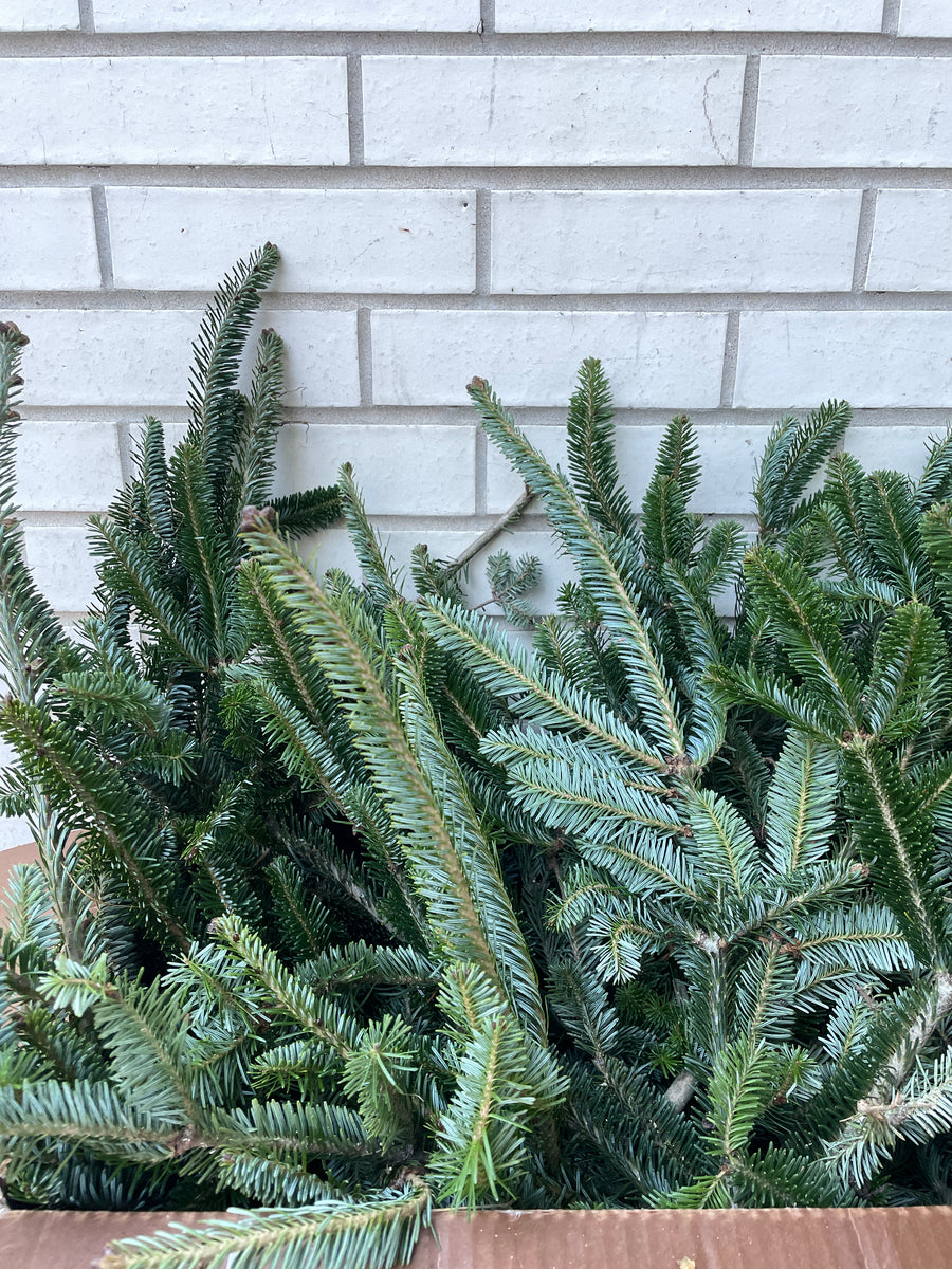 Stack of green fresh Christmas tree branches on a white metal grid background