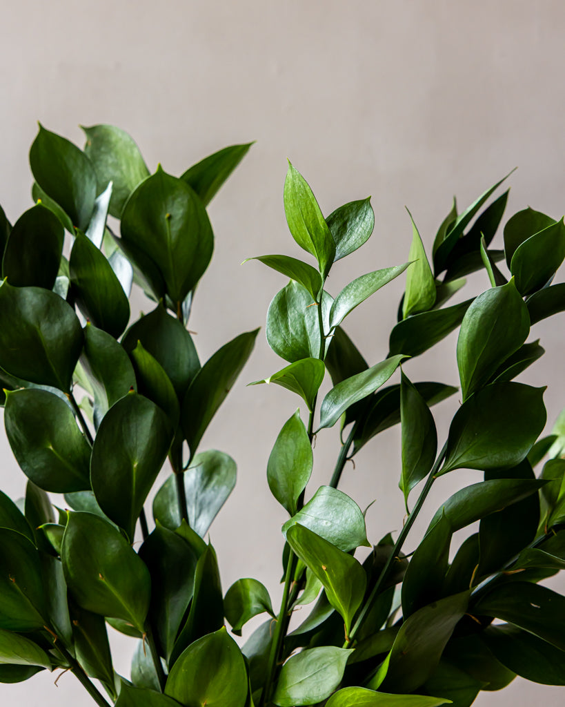 Israeli Ruscus Bunches