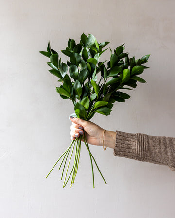 Israeli Ruscus Bunches