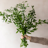 Italian Ruscus Bunches