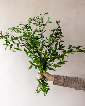 Italian Ruscus Bunches