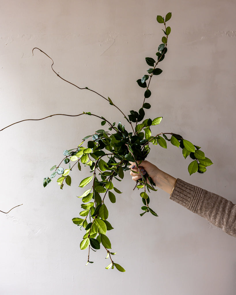 Jasmine Vine Bunches