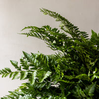 Leather Leaf Fern Bunches