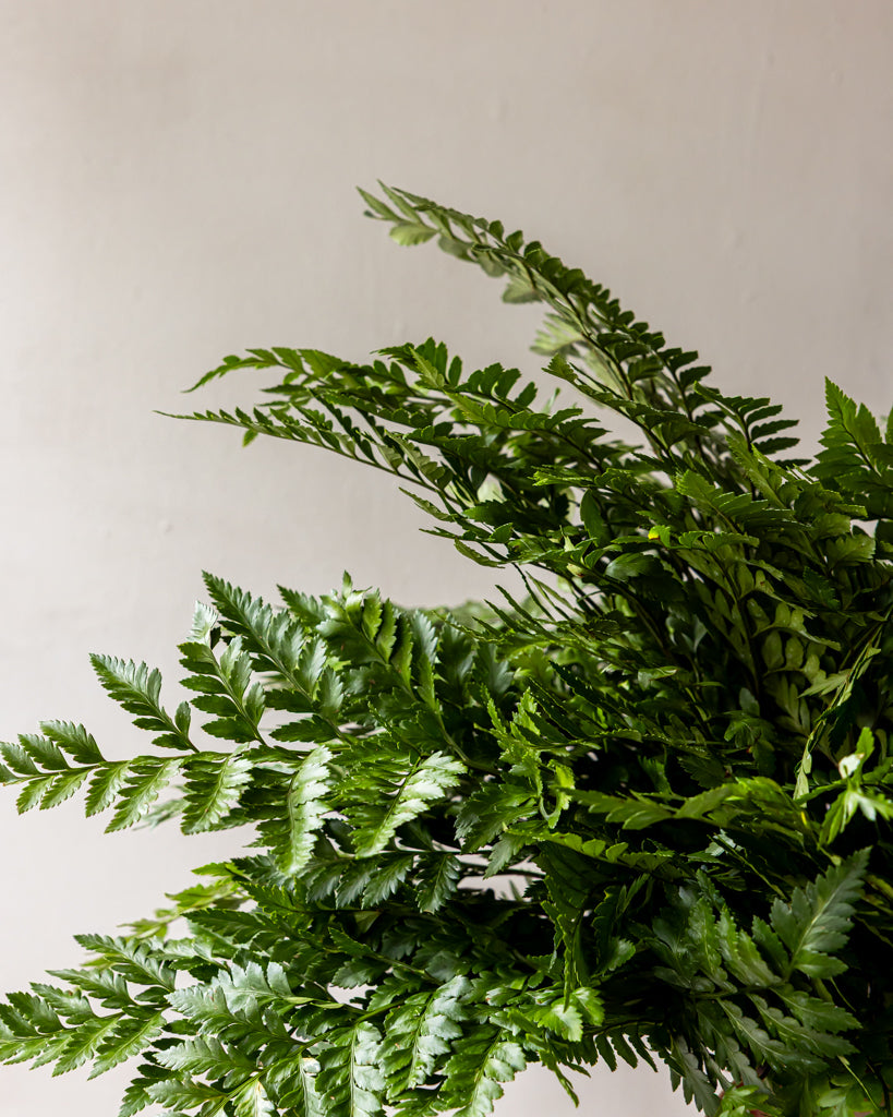 Leather Leaf Fern Bunches