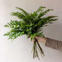 Leather Leaf Fern Bunches