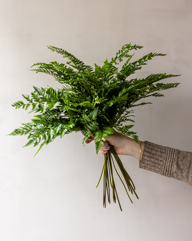 Leather Leaf Fern Bunches