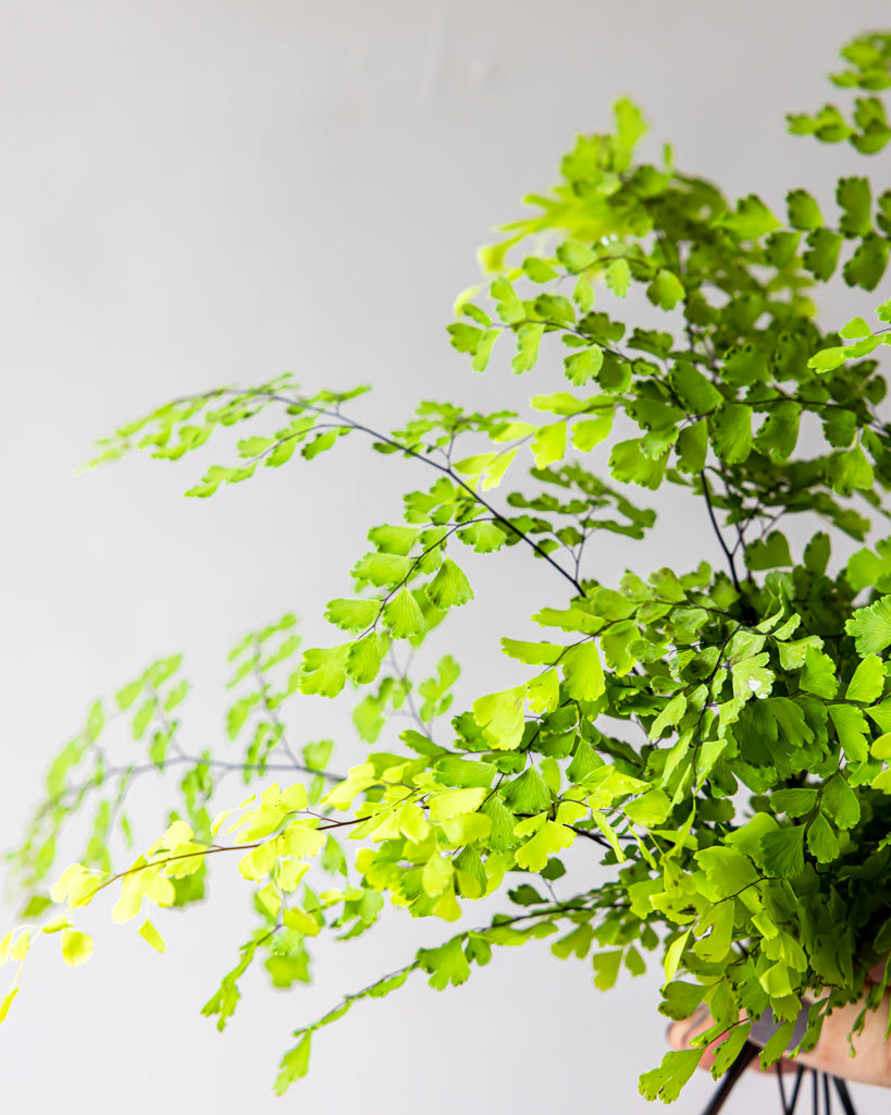 Maiden Hair Fern Bunches