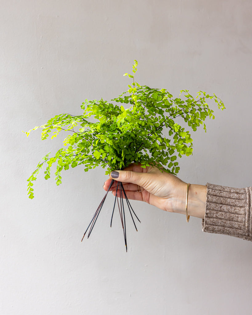 Maiden Hair Fern Bunches