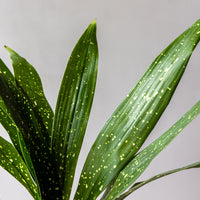 Milky Way Aspidistra Bunches