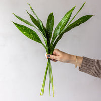 Milky Way Aspidistra Bunches