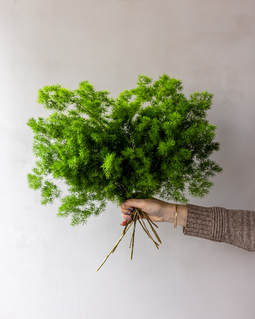 Ming Fern Bunches