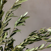 Olive Branch Bunches