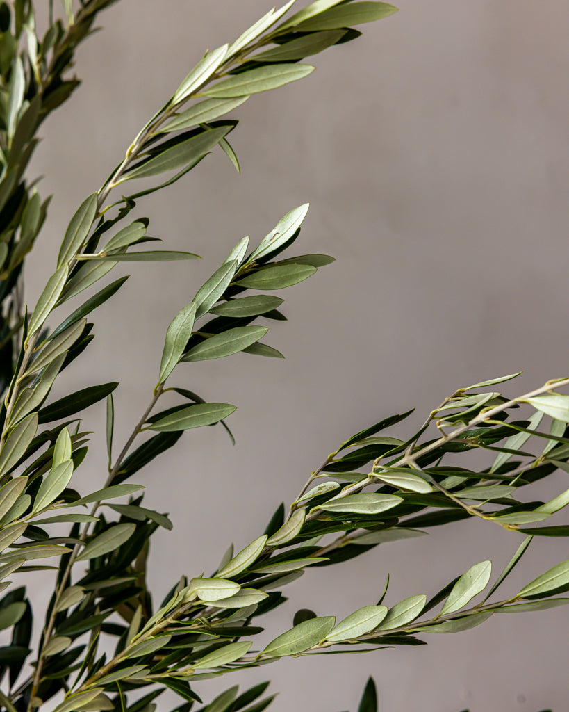 Olive Branch Bunches