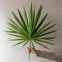 Palm Fans