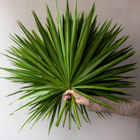 Palm Fans