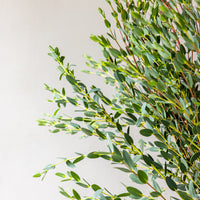 Parvifolia Eucalyptus Bunches