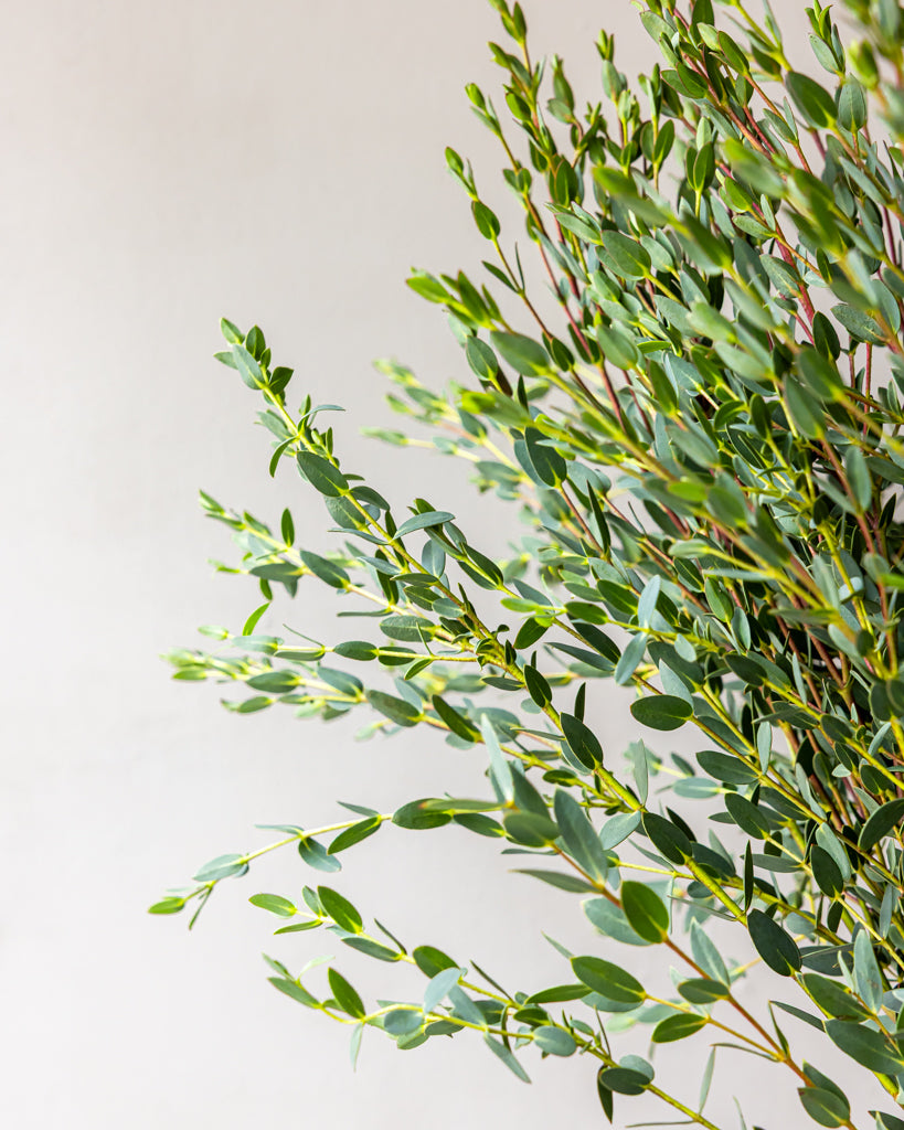 Parvifolia Eucalyptus Bunches