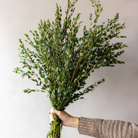 Parvifolia Eucalyptus Bunches