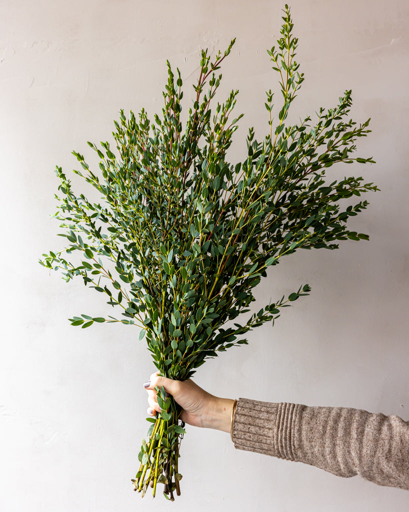 Parvifolia Eucalyptus Bunches