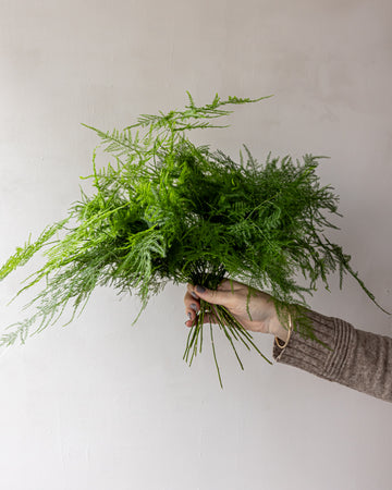 Plumosus Bunches