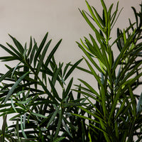 Podocarpus Maci Bunches