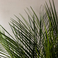 Robellini Palm Bunches