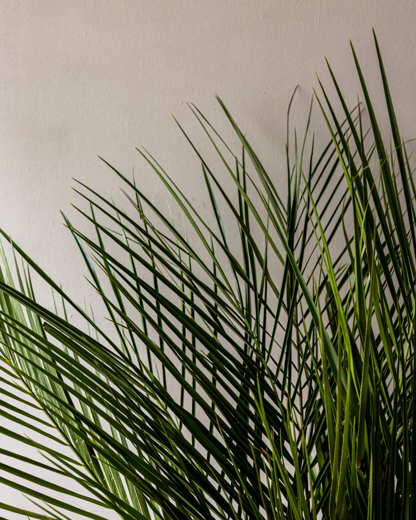 Robellini Palm Bunches