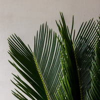 Sago Palm Bunches