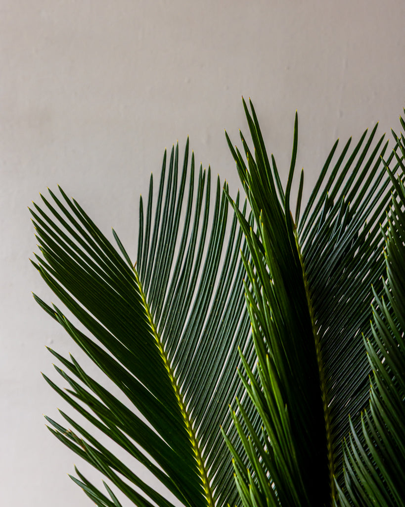 Sago Palm Bunches