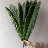 Sago Palm Bunches