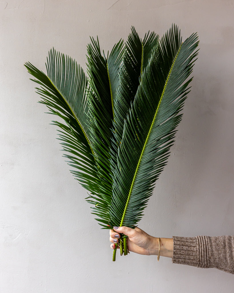 Sago Palm Bunches