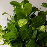 Salal Lemon Leaf Bunches