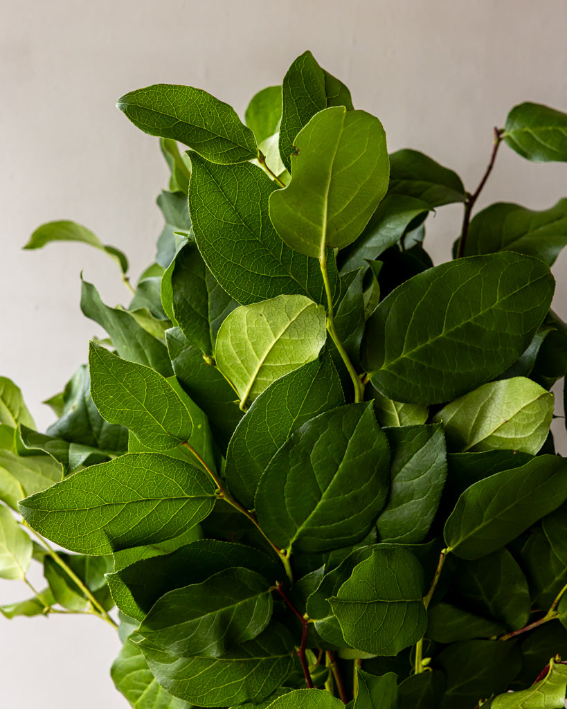 Salal Lemon Leaf Bunches