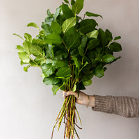 Salal Lemon Leaf Bunches