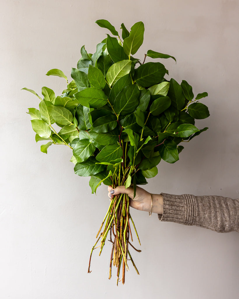 Salal Lemon Leaf Bunches