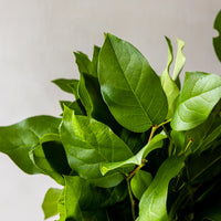 Salal Lemon Leaf Tips Bunches