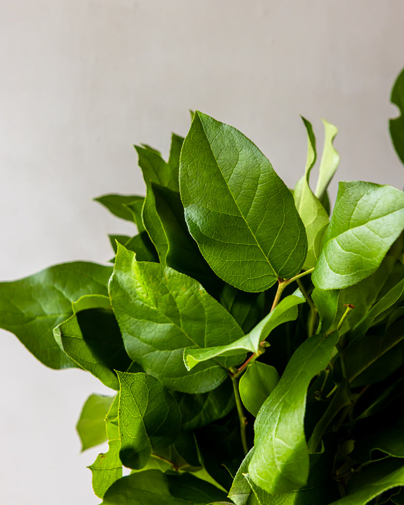 Salal Lemon Leaf Tips Bunches