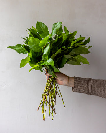 Salal Lemon Leaf Tips Bunches