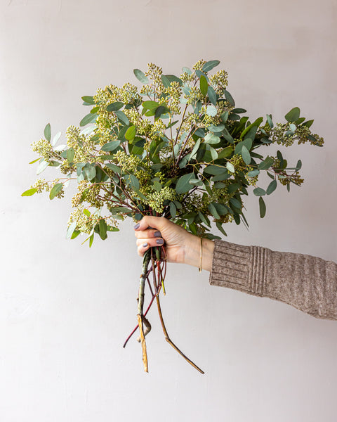 where to buy seeded eucalyptus plants Seeded Eucalyptus Bunches
