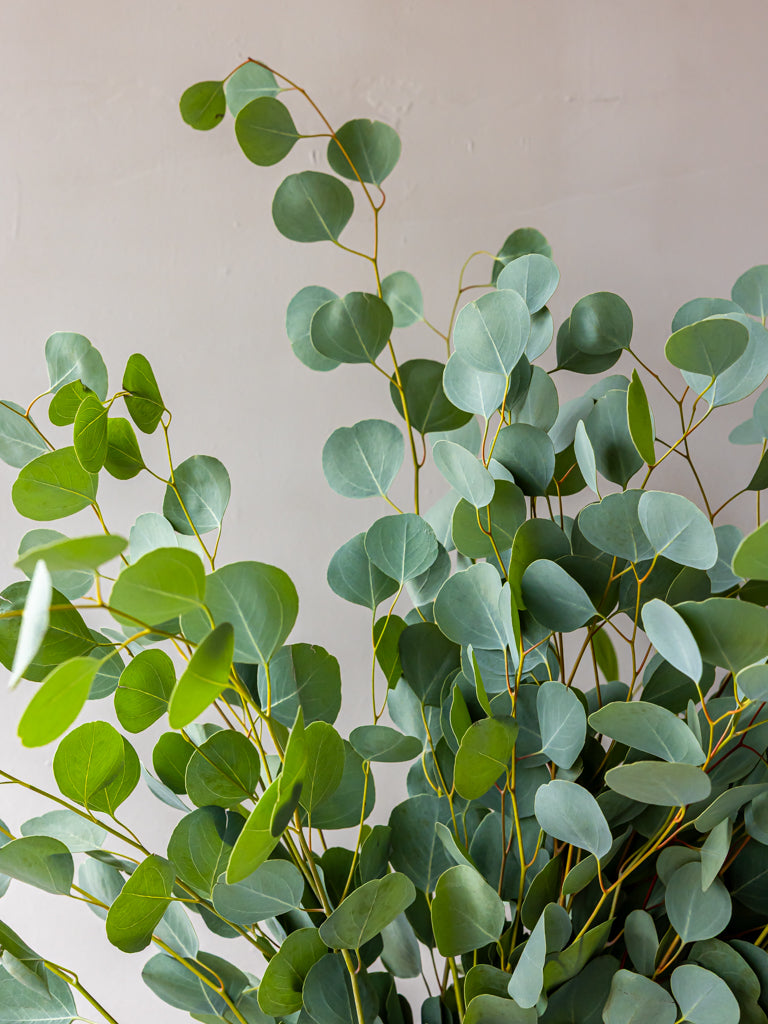 Silver Dollar Eucalyptus Bunches