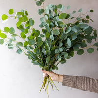 Silver Dollar Eucalyptus Bunches